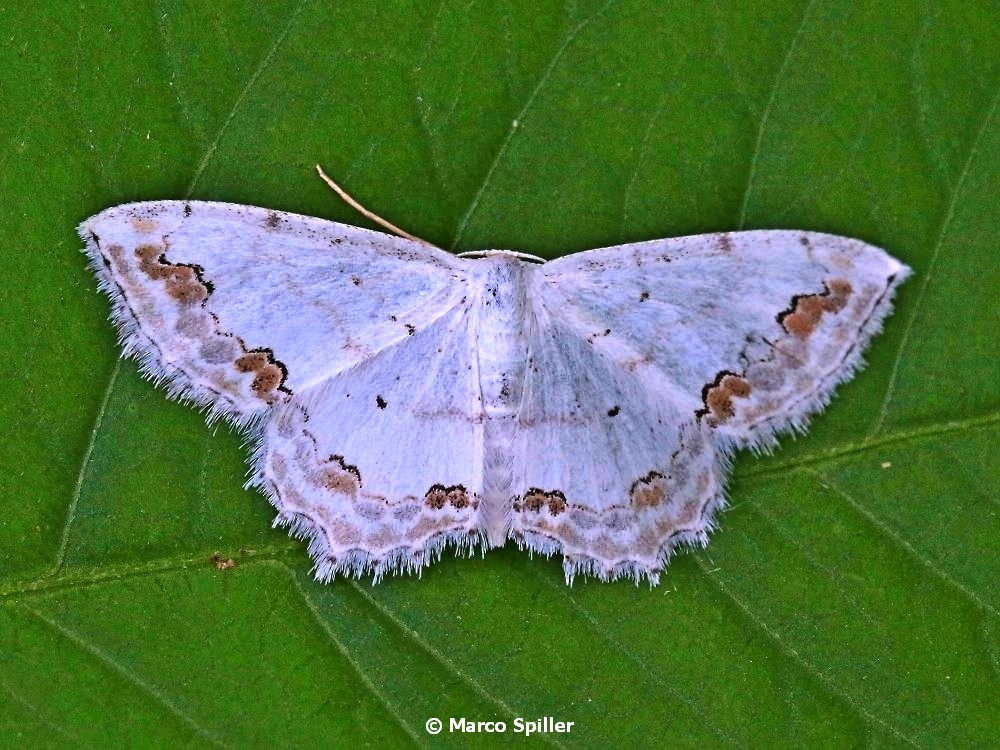 Scopula ornata